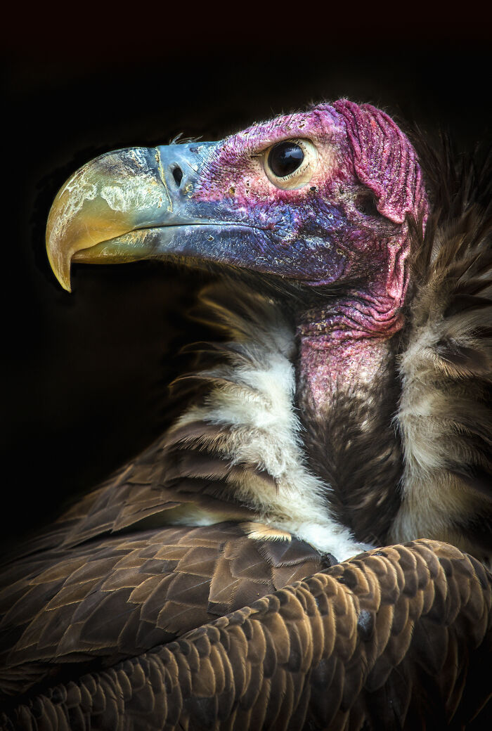 45 Stunning Wildlife Photos By Björn Persson That Might Bring You Closer To The Natural World 45 Stunning Wildlife Photos By Björn Persson That Might Bring You Closer To The Natural World