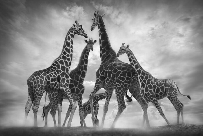 45 Stunning Wildlife Photos By Björn Persson That Might Bring You Closer To The Natural World 45 Stunning Wildlife Photos By Björn Persson That Might Bring You Closer To The Natural World