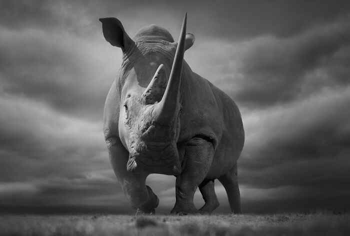 45 Stunning Wildlife Photos By Björn Persson That Might Bring You Closer To The Natural World 45 Stunning Wildlife Photos By Björn Persson That Might Bring You Closer To The Natural World