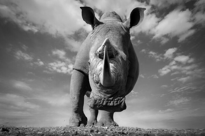45 Stunning Wildlife Photos By Björn Persson That Might Bring You Closer To The Natural World 45 Stunning Wildlife Photos By Björn Persson That Might Bring You Closer To The Natural World