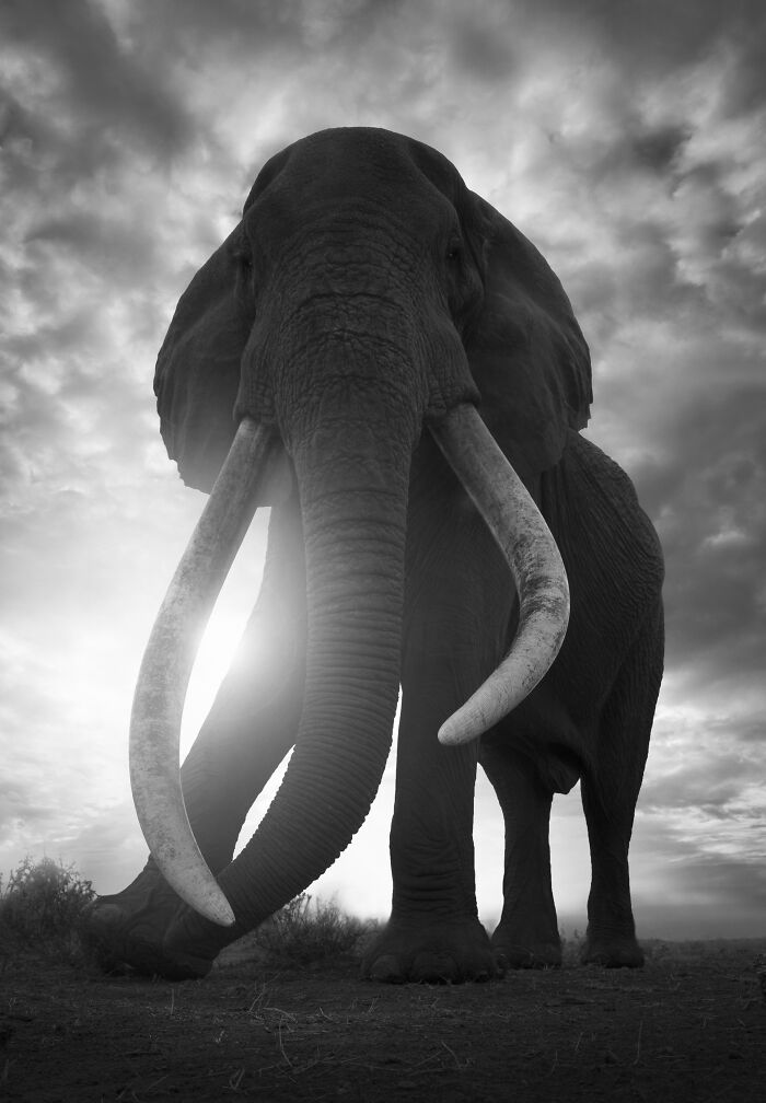 45 Stunning Wildlife Photos By Björn Persson That Might Bring You Closer To The Natural World 45 Stunning Wildlife Photos By Björn Persson That Might Bring You Closer To The Natural World