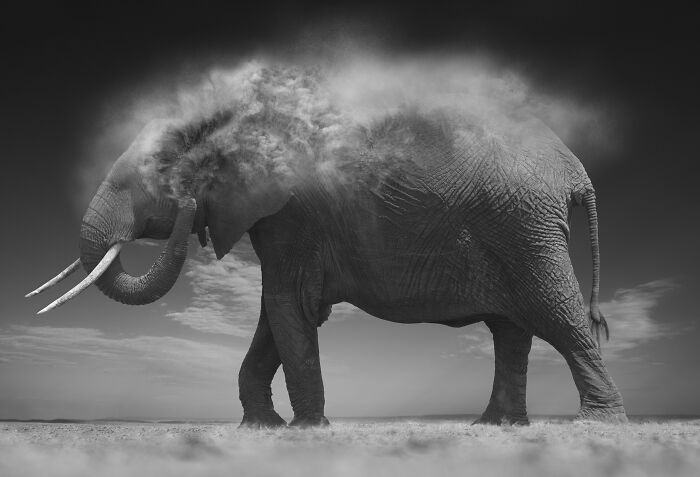 45 Stunning Wildlife Photos By Björn Persson That Might Bring You Closer To The Natural World 45 Stunning Wildlife Photos By Björn Persson That Might Bring You Closer To The Natural World