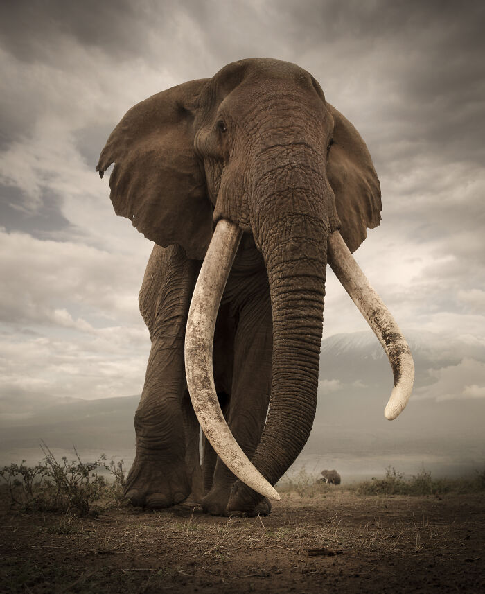45 Stunning Wildlife Photos By Björn Persson That Might Bring You Closer To The Natural World 45 Stunning Wildlife Photos By Björn Persson That Might Bring You Closer To The Natural World