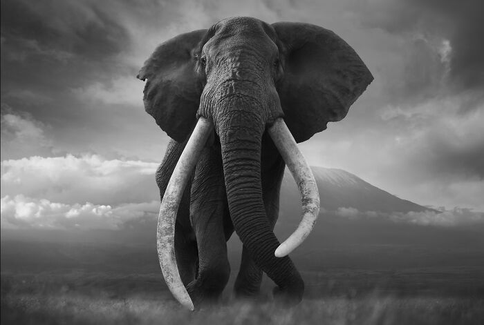 45 Stunning Wildlife Photos By Björn Persson That Might Bring You Closer To The Natural World 45 Stunning Wildlife Photos By Björn Persson That Might Bring You Closer To The Natural World