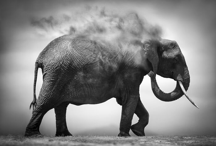 45 Stunning Wildlife Photos By Björn Persson That Might Bring You Closer To The Natural World 45 Stunning Wildlife Photos By Björn Persson That Might Bring You Closer To The Natural World