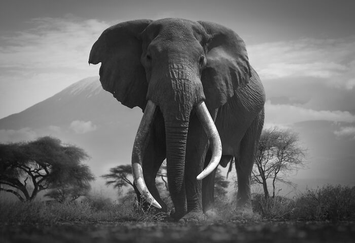 45 Stunning Wildlife Photos By Björn Persson That Might Bring You Closer To The Natural World 45 Stunning Wildlife Photos By Björn Persson That Might Bring You Closer To The Natural World