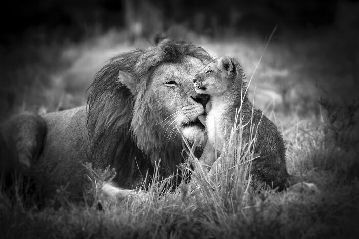 45 Stunning Wildlife Photos By Björn Persson That Might Bring You Closer To The Natural World 45 Stunning Wildlife Photos By Björn Persson That Might Bring You Closer To The Natural World