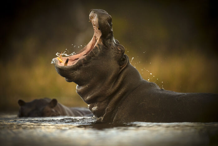 45 Stunning Wildlife Photos By Björn Persson That Might Bring You Closer To The Natural World 45 Stunning Wildlife Photos By Björn Persson That Might Bring You Closer To The Natural World