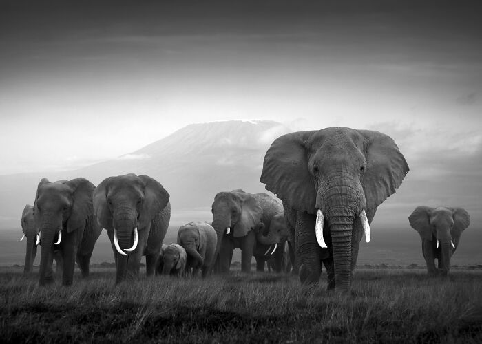 45 Stunning Wildlife Photos By Björn Persson That Might Bring You Closer To The Natural World 45 Stunning Wildlife Photos By Björn Persson That Might Bring You Closer To The Natural World