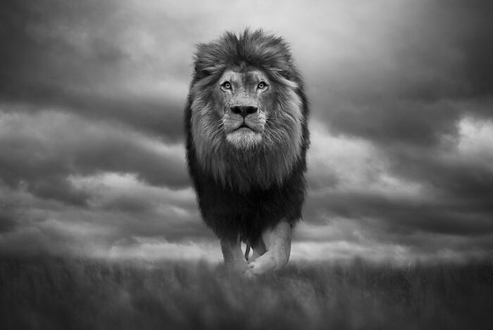 45 Stunning Wildlife Photos By Björn Persson That Might Bring You Closer To The Natural World 45 Stunning Wildlife Photos By Björn Persson That Might Bring You Closer To The Natural World