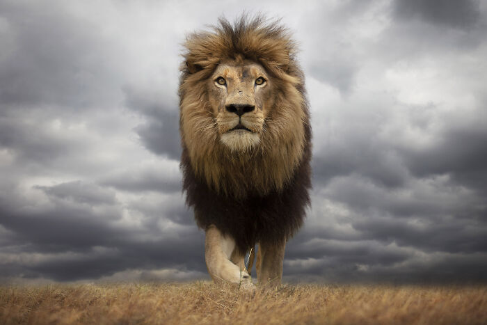 45 Stunning Wildlife Photos By Björn Persson That Might Bring You Closer To The Natural World 45 Stunning Wildlife Photos By Björn Persson That Might Bring You Closer To The Natural World