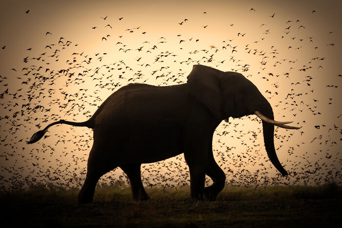 45 Stunning Wildlife Photos By Björn Persson That Might Bring You Closer To The Natural World 45 Stunning Wildlife Photos By Björn Persson That Might Bring You Closer To The Natural World
