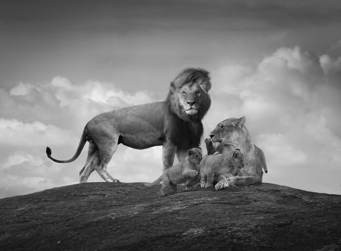 45 Stunning Wildlife Photos By Björn Persson That Might Bring You Closer To The Natural World 45 Stunning Wildlife Photos By Björn Persson That Might Bring You Closer To The Natural World