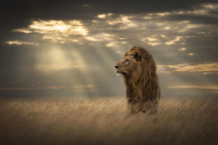 45 Stunning Wildlife Photos By Björn Persson That Might Bring You Closer To The Natural World 45 Stunning Wildlife Photos By Björn Persson That Might Bring You Closer To The Natural World