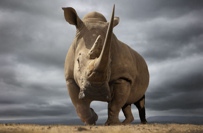 45 Stunning Wildlife Photos By Björn Persson That Might Bring You Closer To The Natural World 45 Stunning Wildlife Photos By Björn Persson That Might Bring You Closer To The Natural World