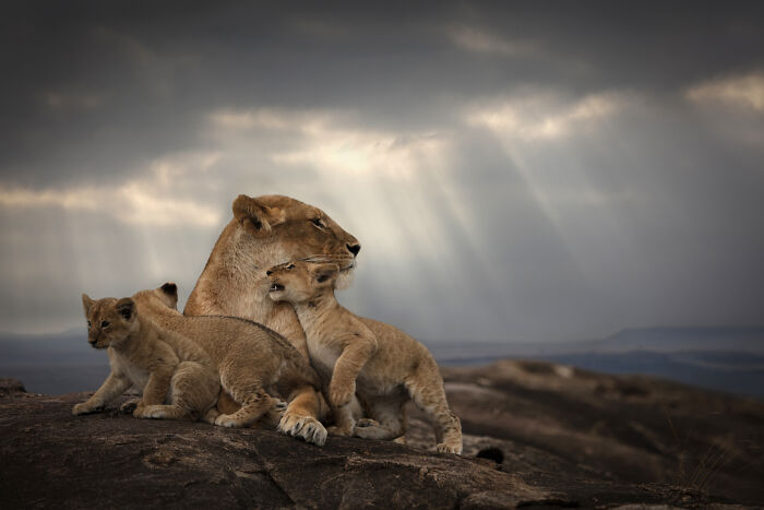 45 Stunning Wildlife Photos By Björn Persson That Might Bring You Closer To The Natural World 45 Stunning Wildlife Photos By Björn Persson That Might Bring You Closer To The Natural World