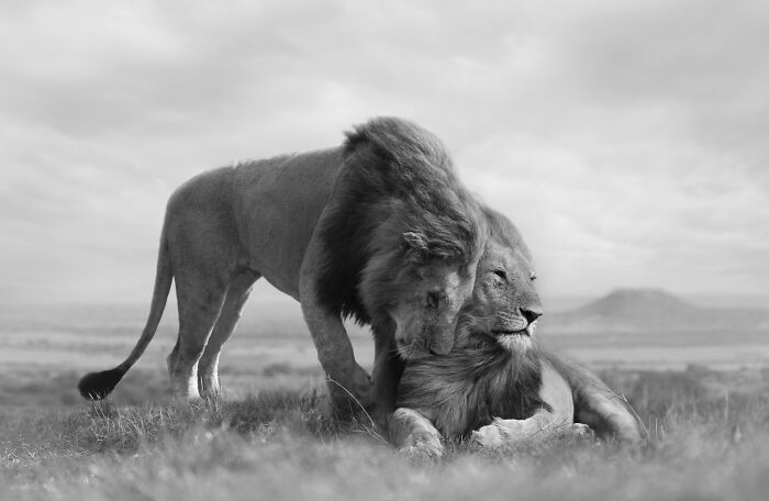 45 Stunning Wildlife Photos By Björn Persson That Might Bring You Closer To The Natural World 45 Stunning Wildlife Photos By Björn Persson That Might Bring You Closer To The Natural World
