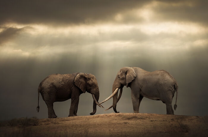 45 Stunning Wildlife Photos By Björn Persson That Might Bring You Closer To The Natural World 45 Stunning Wildlife Photos By Björn Persson That Might Bring You Closer To The Natural World