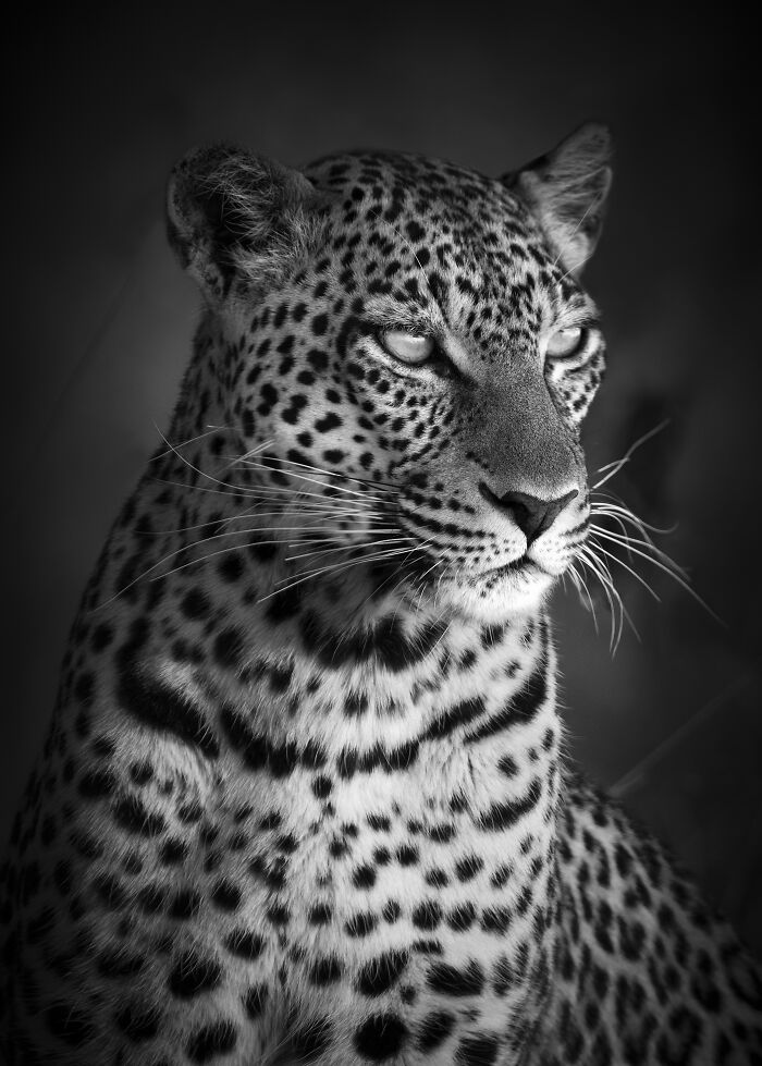 45 Stunning Wildlife Photos By Björn Persson That Might Bring You Closer To The Natural World 45 Stunning Wildlife Photos By Björn Persson That Might Bring You Closer To The Natural World