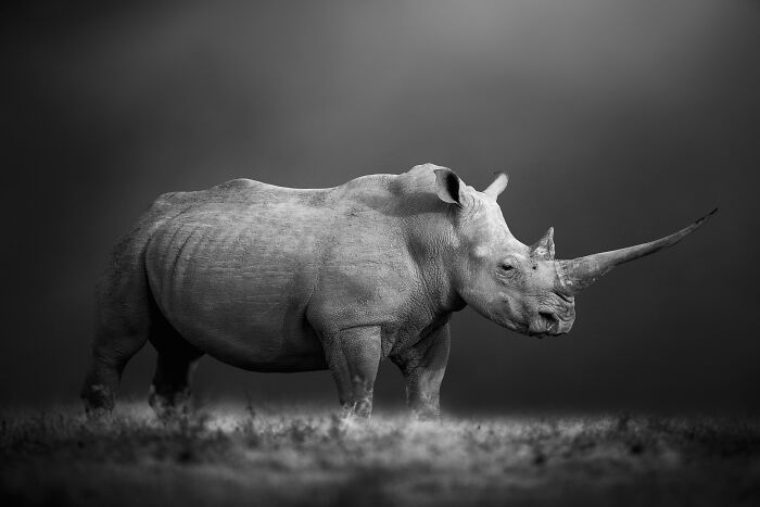 45 Stunning Wildlife Photos By Björn Persson That Might Bring You Closer To The Natural World 45 Stunning Wildlife Photos By Björn Persson That Might Bring You Closer To The Natural World