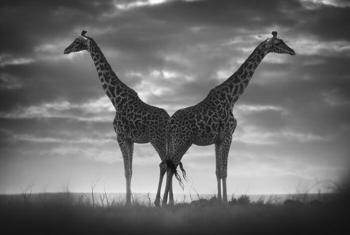 45 Stunning Wildlife Photos By Björn Persson That Might Bring You Closer To The Natural World 45 Stunning Wildlife Photos By Björn Persson That Might Bring You Closer To The Natural World