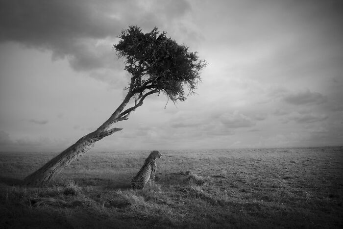 45 Stunning Wildlife Photos By Björn Persson That Might Bring You Closer To The Natural World 45 Stunning Wildlife Photos By Björn Persson That Might Bring You Closer To The Natural World