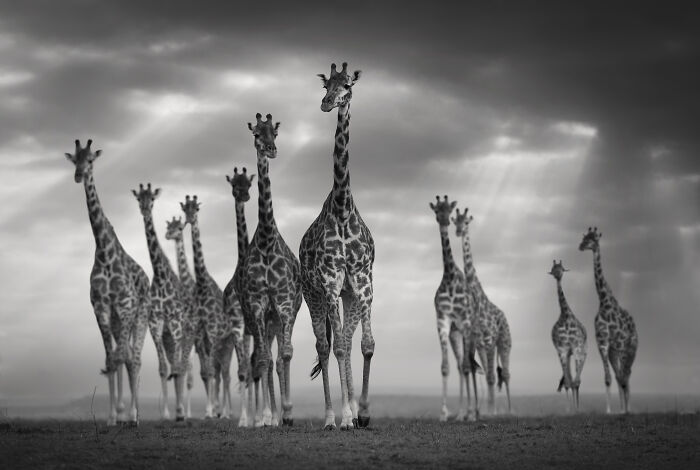 45 Stunning Wildlife Photos By Björn Persson That Might Bring You Closer To The Natural World 45 Stunning Wildlife Photos By Björn Persson That Might Bring You Closer To The Natural World