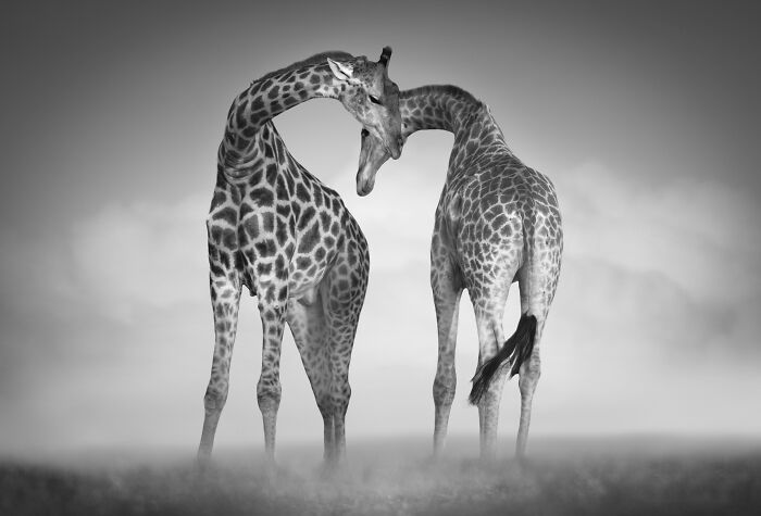 45 Stunning Wildlife Photos By Björn Persson That Might Bring You Closer To The Natural World 45 Stunning Wildlife Photos By Björn Persson That Might Bring You Closer To The Natural World
