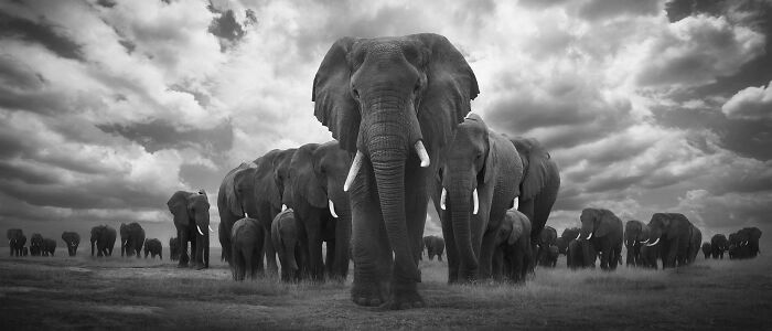 45 Stunning Wildlife Photos By Björn Persson That Might Bring You Closer To The Natural World 45 Stunning Wildlife Photos By Björn Persson That Might Bring You Closer To The Natural World