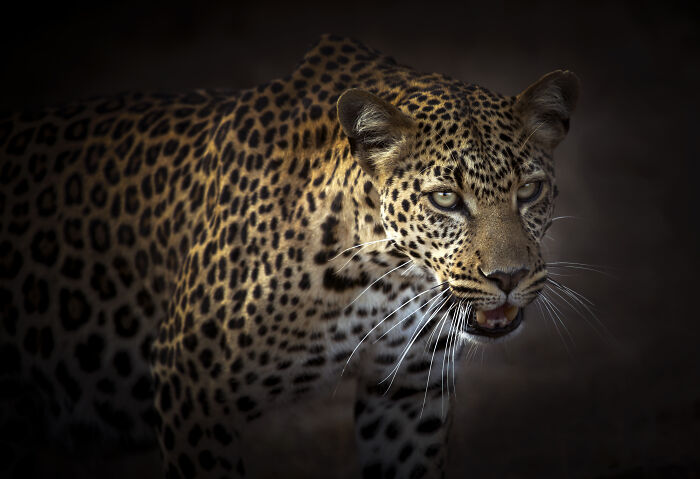 45 Stunning Wildlife Photos By Björn Persson That Might Bring You Closer To The Natural World 45 Stunning Wildlife Photos By Björn Persson That Might Bring You Closer To The Natural World