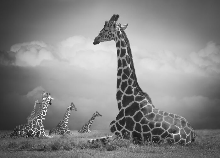 45 Stunning Wildlife Photos By Björn Persson That Might Bring You Closer To The Natural World 45 Stunning Wildlife Photos By Björn Persson That Might Bring You Closer To The Natural World