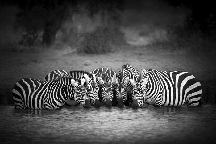 45 Stunning Wildlife Photos By Björn Persson That Might Bring You Closer To The Natural World 45 Stunning Wildlife Photos By Björn Persson That Might Bring You Closer To The Natural World
