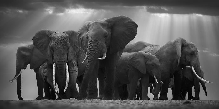 45 Stunning Wildlife Photos By Björn Persson That Might Bring You Closer To The Natural World 45 Stunning Wildlife Photos By Björn Persson That Might Bring You Closer To The Natural World