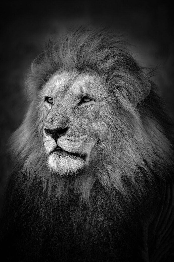 45 Stunning Wildlife Photos By Björn Persson That Might Bring You Closer To The Natural World 45 Stunning Wildlife Photos By Björn Persson That Might Bring You Closer To The Natural World