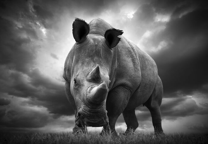 45 Stunning Wildlife Photos By Björn Persson That Might Bring You Closer To The Natural World 45 Stunning Wildlife Photos By Björn Persson That Might Bring You Closer To The Natural World