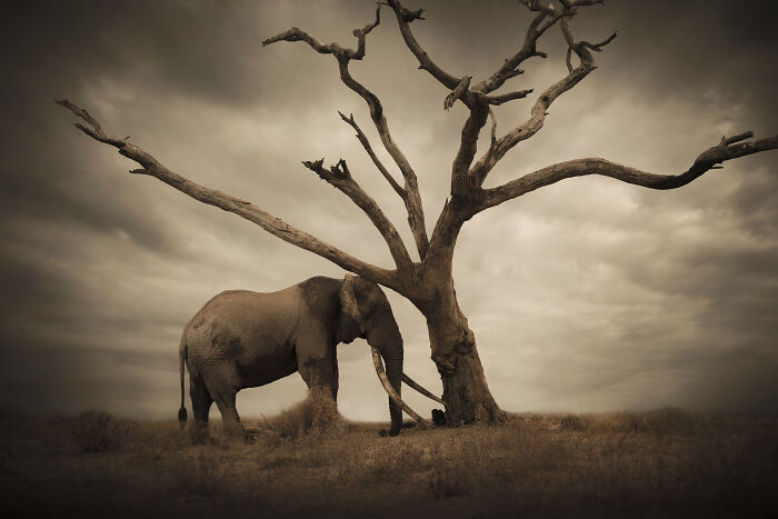 45 Stunning Wildlife Photos By Björn Persson That Might Bring You Closer To The Natural World 45 Stunning Wildlife Photos By Björn Persson That Might Bring You Closer To The Natural World
