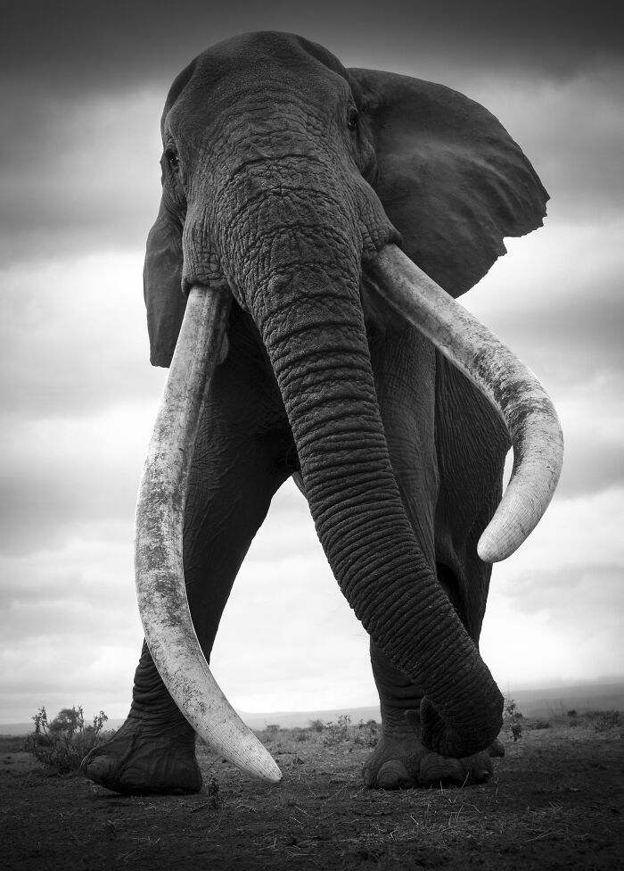 45 Stunning Wildlife Photos By Björn Persson That Might Bring You Closer To The Natural World 45 Stunning Wildlife Photos By Björn Persson That Might Bring You Closer To The Natural World