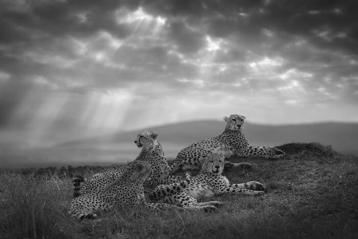 45 Stunning Wildlife Photos By Björn Persson That Might Bring You Closer To The Natural World 45 Stunning Wildlife Photos By Björn Persson That Might Bring You Closer To The Natural World