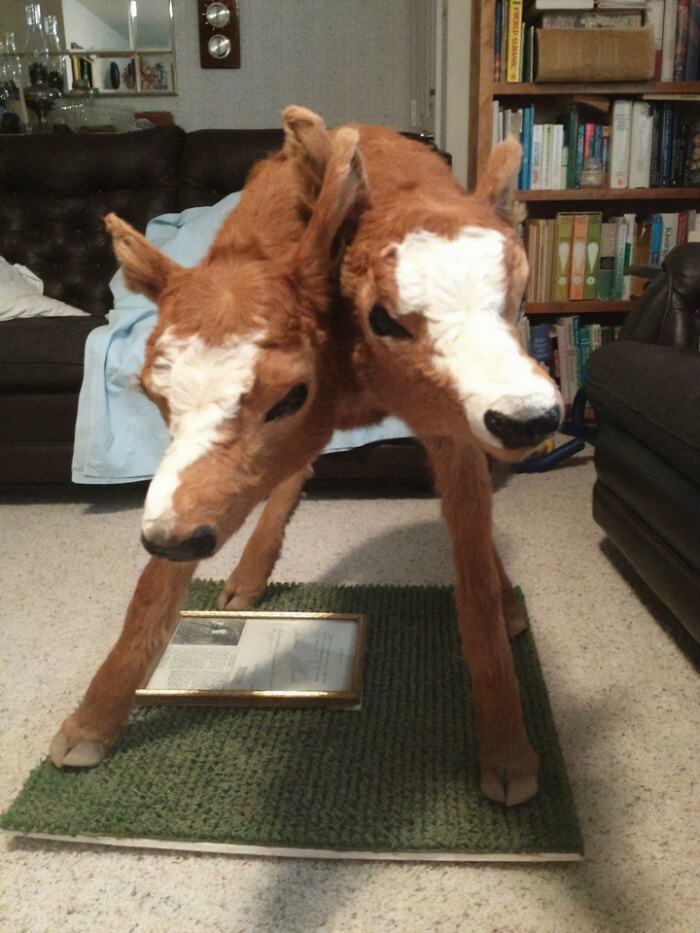 69 Truly Bizarre Things People Had To Take A Photo Of To Make Sure They&rsquo;re Not Hallucinating (New Pics)