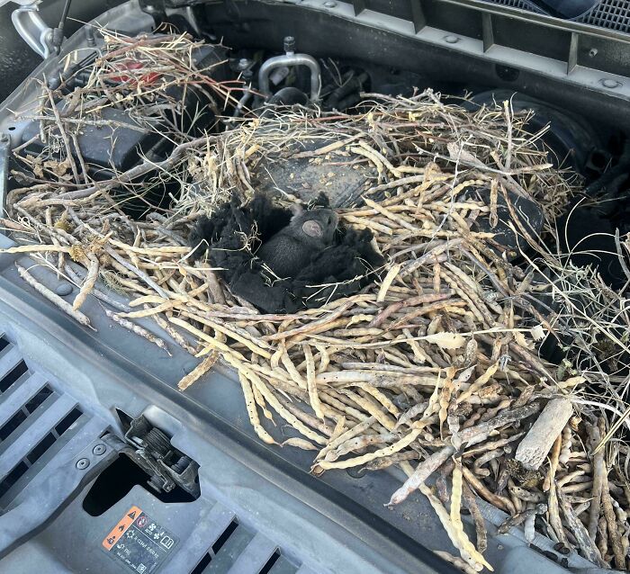69 Truly Bizarre Things People Had To Take A Photo Of To Make Sure They&rsquo;re Not Hallucinating (New Pics)