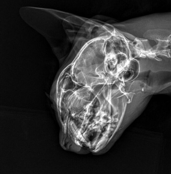 69 Truly Bizarre Things People Had To Take A Photo Of To Make Sure They&rsquo;re Not Hallucinating (New Pics)