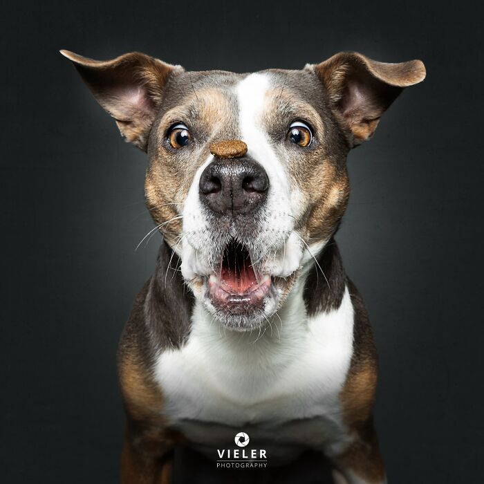 41 Touching Photos Of Senior Dogs Celebrating Love And Loyalty, Taken By Christian Vieler (New Pics) 41 Touching Photos Of Senior Dogs Celebrating Love And Loyalty, Taken By Christian Vieler (New Pics)
