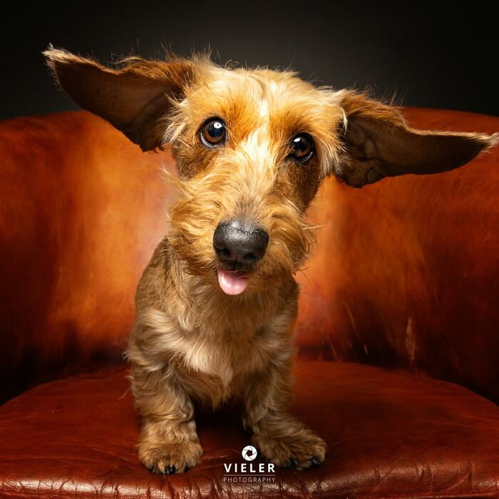 41 Touching Photos Of Senior Dogs Celebrating Love And Loyalty, Taken By Christian Vieler (New Pics) 41 Touching Photos Of Senior Dogs Celebrating Love And Loyalty, Taken By Christian Vieler (New Pics)