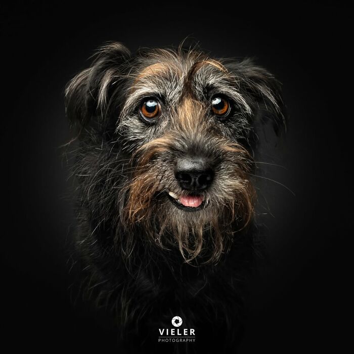 41 Touching Photos Of Senior Dogs Celebrating Love And Loyalty, Taken By Christian Vieler (New Pics) 41 Touching Photos Of Senior Dogs Celebrating Love And Loyalty, Taken By Christian Vieler (New Pics)
