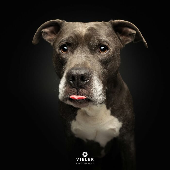 41 Touching Photos Of Senior Dogs Celebrating Love And Loyalty, Taken By Christian Vieler (New Pics) 41 Touching Photos Of Senior Dogs Celebrating Love And Loyalty, Taken By Christian Vieler (New Pics)