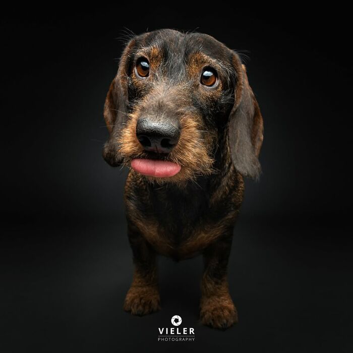 41 Touching Photos Of Senior Dogs Celebrating Love And Loyalty, Taken By Christian Vieler (New Pics) 41 Touching Photos Of Senior Dogs Celebrating Love And Loyalty, Taken By Christian Vieler (New Pics)