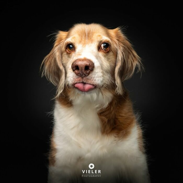 41 Touching Photos Of Senior Dogs Celebrating Love And Loyalty, Taken By Christian Vieler (New Pics) 41 Touching Photos Of Senior Dogs Celebrating Love And Loyalty, Taken By Christian Vieler (New Pics)