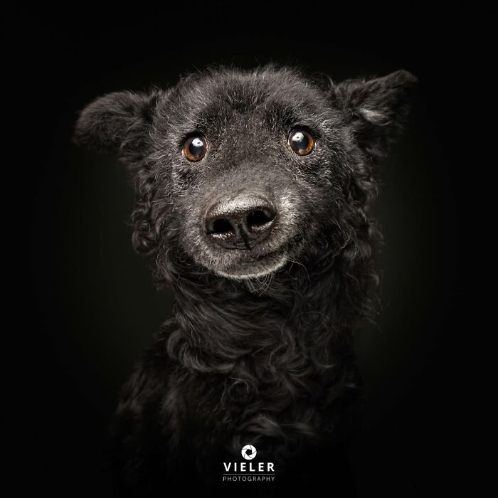 41 Touching Photos Of Senior Dogs Celebrating Love And Loyalty, Taken By Christian Vieler (New Pics) 41 Touching Photos Of Senior Dogs Celebrating Love And Loyalty, Taken By Christian Vieler (New Pics)