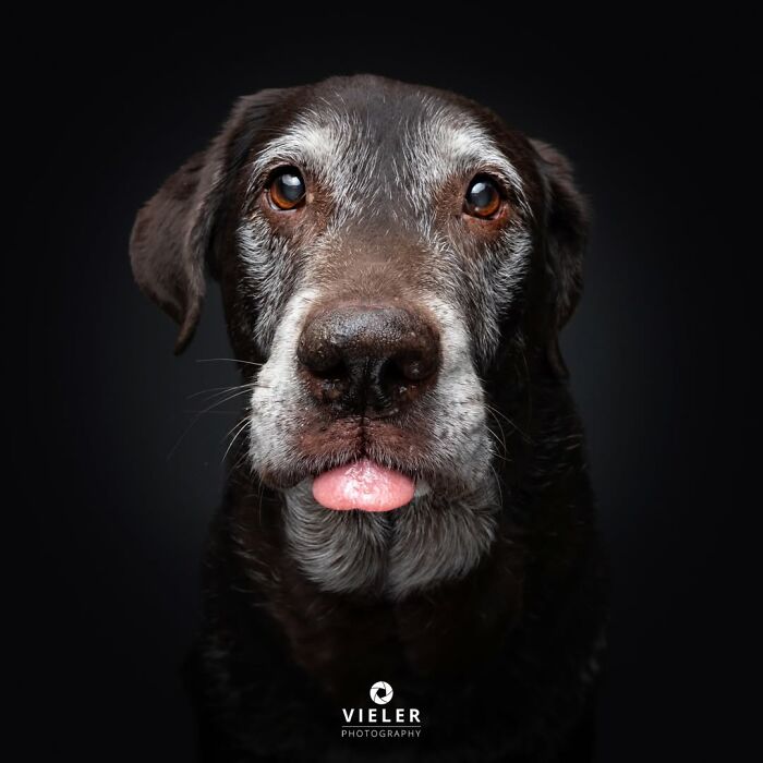 41 Touching Photos Of Senior Dogs Celebrating Love And Loyalty, Taken By Christian Vieler (New Pics) 41 Touching Photos Of Senior Dogs Celebrating Love And Loyalty, Taken By Christian Vieler (New Pics)