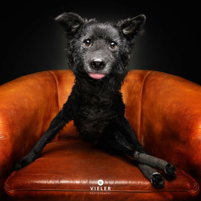 41 Touching Photos Of Senior Dogs Celebrating Love And Loyalty, Taken By Christian Vieler (New Pics) 41 Touching Photos Of Senior Dogs Celebrating Love And Loyalty, Taken By Christian Vieler (New Pics)